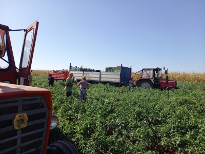 Berba paprike - Prigrevica (Apatin)