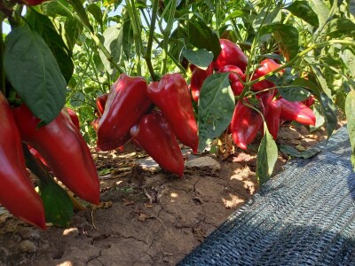 Berba paprike - Prigrevica (Apatin)