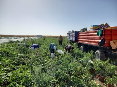 Berba paprike - Prigrevica (Apatin)
