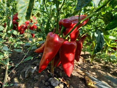 Berba paprike - Prigrevica (Apatin)