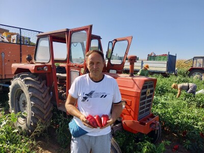 Berba paprike - Prigrevica (Apatin)