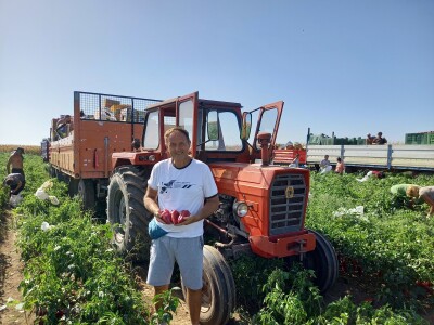 Berba paprike - Prigrevica (Apatin)