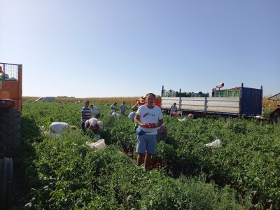 Berba paprike - Prigrevica (Apatin)