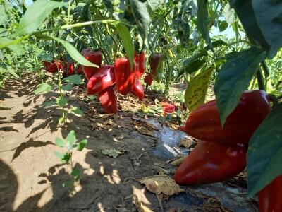 Berba paprike - Prigrevica (Apatin)