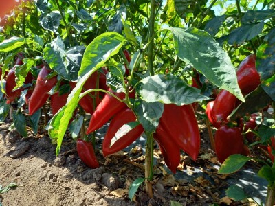 Berba paprike - Prigrevica (Apatin)