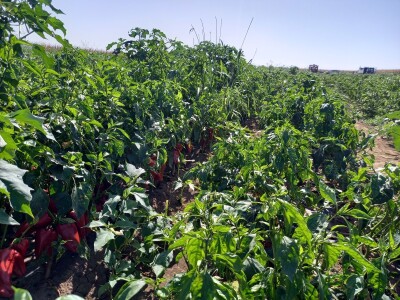 Berba paprike - Prigrevica (Apatin)