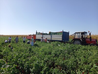 Berba paprike - Prigrevica (Apatin)