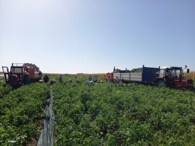 Berba paprike - Prigrevica (Apatin)