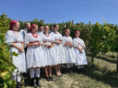 Berba portugizca Plešivica