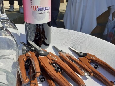 Berba portugizca Plešivica