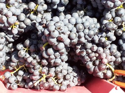 Berba portugizca Plešivica