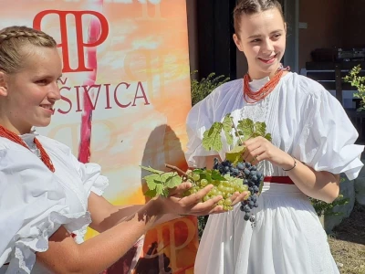 Berba portugizca Plešivica