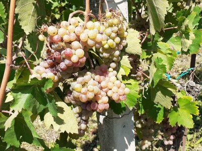 Berba portugizca Plešivica