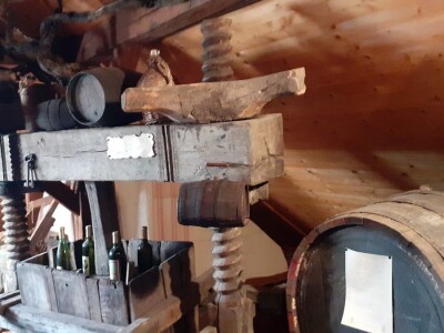 Berba portugizca Plešivica