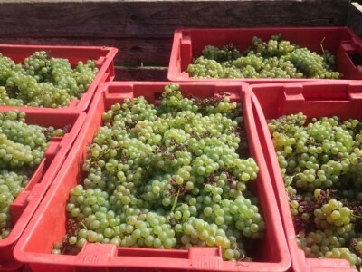 Berba ranih sorti u vinogradima obitelji Turk