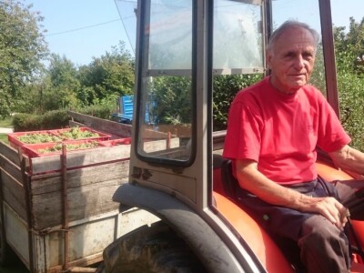 Berba ranih sorti u vinogradima obitelji Turk