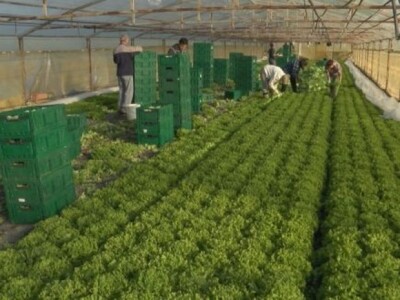 Berba zelene salate u obiteljskom plasteniku