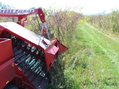 Berba šipka na OPG Zelenika