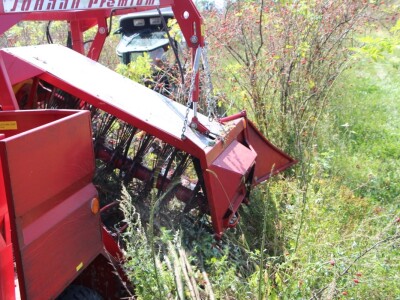 Berba šipka na OPG Zelenika