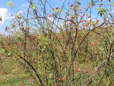 Berba šipka na OPG Zelenika