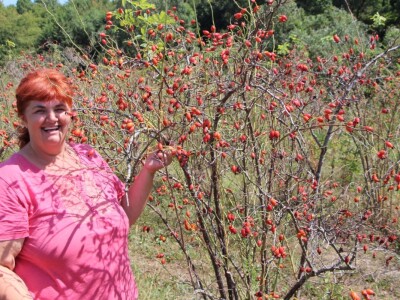 Berba šipka na OPG Zelenika
