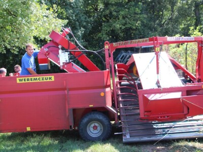 Berba šipka na OPG Zelenika