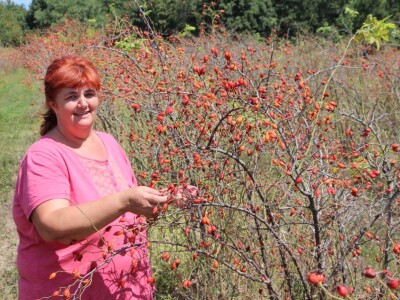 Berba šipka na OPG Zelenika