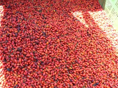 Berba šipka na OPG Zelenika