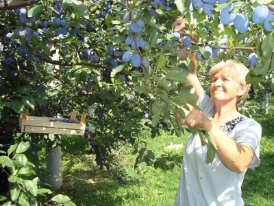 Sajam šljive Sajam šljive