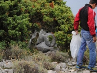 Ilegalna berba smilja u Dalmaciji i na Kvarnerima?