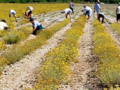 Berba smilja u Hercegovini Berba smilja u Hercegovini