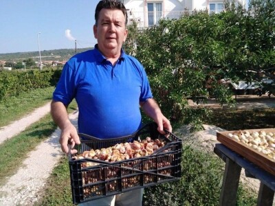 BERBA SMOKAVA - Od Savudrije do Prevlake: Urod smokava podbacio za više od 50 posto! BERBA SMOKAVA - Od Savudrije do Prevlake: Urod smokava podbacio za više od 50 posto!