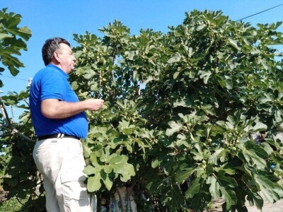 BERBA SMOKAVA - Od Savudrije do Prevlake: Urod smokava podbacio za više od 50 posto! BERBA SMOKAVA - Od Savudrije do Prevlake: Urod smokava podbacio za više od 50 posto!