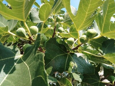 BERBA SMOKAVA - Od Savudrije do Prevlake: Urod smokava podbacio za više od 50 posto! BERBA SMOKAVA - Od Savudrije do Prevlake: Urod smokava podbacio za više od 50 posto!