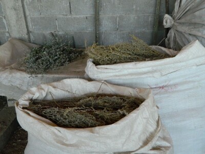 Berba sremuša donosi zaradu