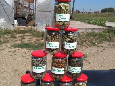 Berba sremuša donosi zaradu