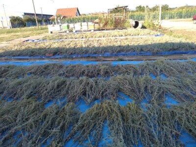 Berba sremuša donosi zaradu