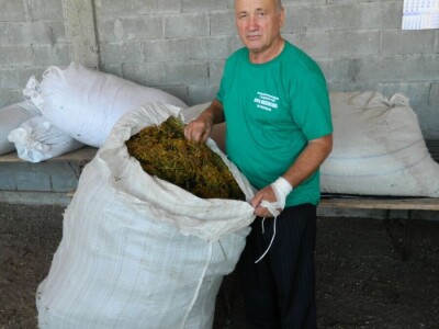 Berba sremuša donosi zaradu