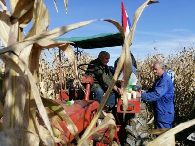 Berba stare sorte kukuruza Udruge žena Pušćine