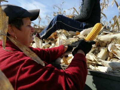 Berba stare sorte kukuruza Udruge žena Pušćine
