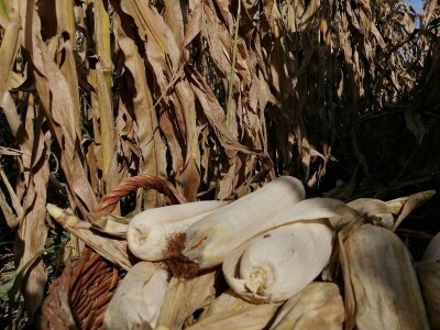 Berba stare sorte kukuruza Udruge žena Pušćine