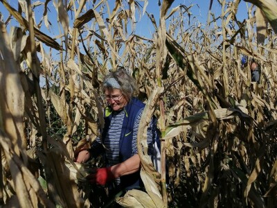 Berba stare sorte kukuruza Udruge žena Pušćine