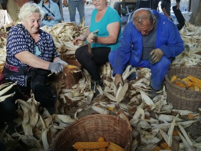 Berba stare sorte kukuruza Udruge žena Pušćine