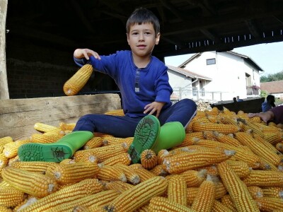 Berba stare sorte kukuruza Udruge žena Pušćine