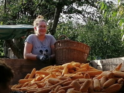 Berba stare sorte kukuruza Udruge žena Pušćine