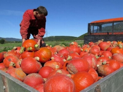 Berba bundeva OPG Plazibat u Postinju Donjem kod Muća