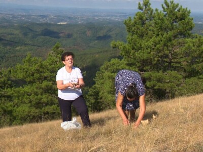 Berba trave Ive Berba trave Ive