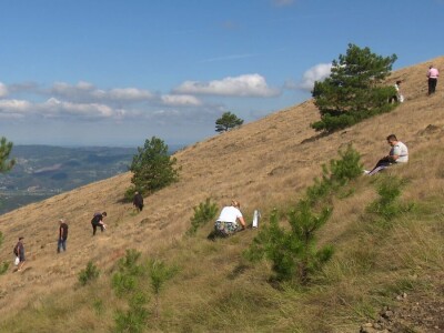 Berba trave Ive Berba trave Ive