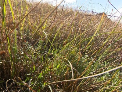 Berba trave Ive Berba trave Ive