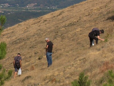 Berba trave Ive Berba trave Ive